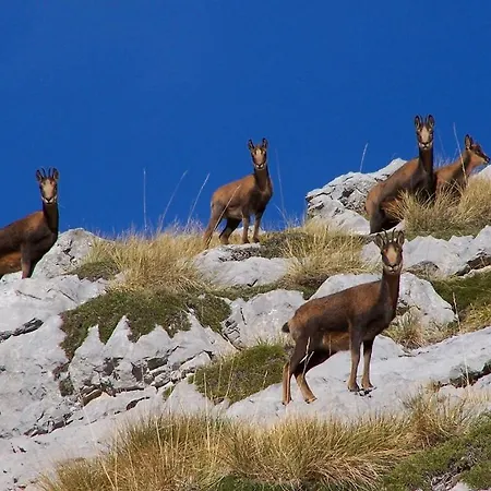 Nevandi Espinama